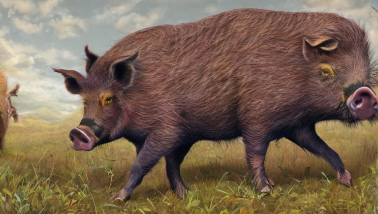 Zest for Life: The Boar’s Unique Diet