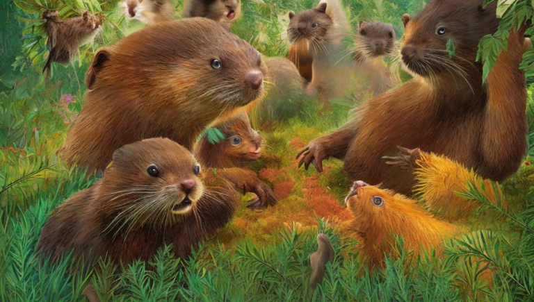 Analyzing the Beaver's Interactions with Humans