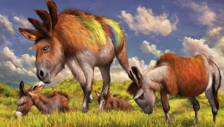The Health Concerns of Donkeys